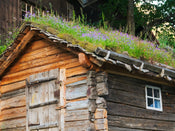 Creating a Green Roof on Your Shed