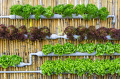 Your Guide to Vertical Gardening