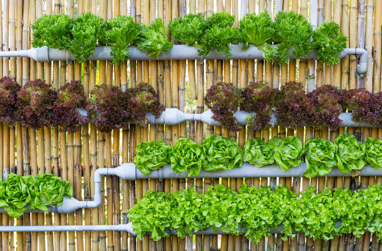 Your Guide to Vertical Gardening