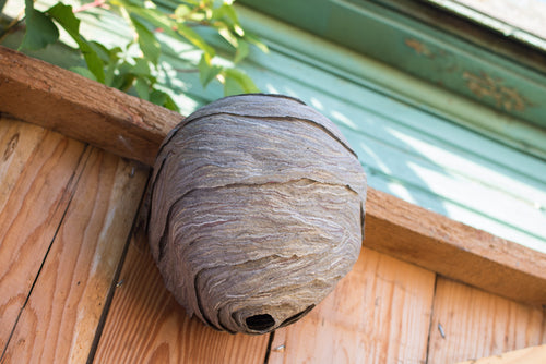 A Guide to Removing a Wasp Nest From a Shed