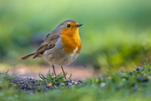 6 Ways to Attract Birds to Your Garden