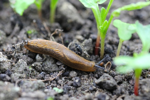 5 Tips for Preventing Slugs in Your Garden